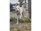 Adopt Luna(shepherd) a White German Shepherd Dog / Mixed dog in Rancho