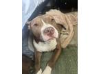 Adopt Sage a Brown/Chocolate American Pit Bull Terrier / Mixed Breed (Medium) /