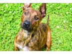 Adopt Serenity a Terrier (Unknown Type, Small) / Mixed dog in Mobile
