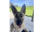 Adopt Blue a Tan/Yellow/Fawn German Shepherd Dog / Siberian Husky / Mixed dog in