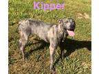 Adopt Kipper (Kansas st) a American Pit Bull Terrier / Mixed dog in Pine Bluff