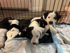 Adopt Puppies a Black - with White Border Collie / American Pit Bull Terrier /
