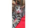 Adopt Lazuli a Brown Tabby Domestic Shorthair / Mixed (short coat) cat in