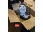 Adopt Miles a Brown Tabby Domestic Mediumhair / Mixed cat in Lewistown