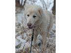 Adopt Emma a White Maremma Sheepdog / Mixed Breed (Medium) / Mixed (short coat)