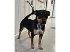 Adopt Diamond a Black Rottweiler / Mixed Breed (Medium) / Mixed (short coat) dog