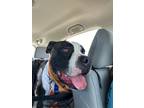 Adopt Spy a Brindle - with White Pit Bull Terrier / Mixed dog in Fort Collins