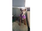 Adopt Lizy a Red/Golden/Orange/Chestnut Manchester Terrier / Australian Kelpie /