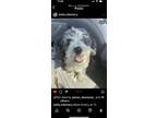 Adopt Emery a Merle Goldendoodle / Mixed dog in Springfield, IL (41086537)