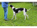 Adopt Sierra a Black - with White Greyhound / Mixed dog in Santa Rosa