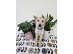 Adopt Odi a Tricolor (Tan/Brown & Black & White) Schnauzer (Miniature) / Jindo /