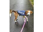 Adopt Beauty a White - with Tan, Yellow or Fawn Foxhound / Mixed dog in Peace