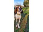 Adopt Rudolph a Tricolor (Tan/Brown & Black & White) Treeing Walker Coonhound /
