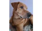 Adopt Madigan a Red/Golden/Orange/Chestnut Golden Retriever / Mixed dog in