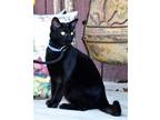 Adopt KITTEN BOO HOO a Domestic Shorthair / Mixed cat in Franklin, TN (39807251)