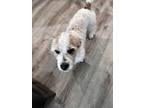 Adopt Max a White - with Red, Golden, Orange or Chestnut Jack Russell Terrier /