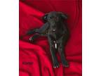 Adopt Abner a Black - with White Great Dane / Labrador Retriever / Mixed dog in