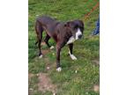 Adopt COYOYE sb a Black - with White Border Collie / Labrador Retriever / Mixed