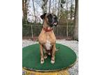 Adopt Vega a Tricolor (Tan/Brown & Black & White) Boxer / Mixed dog in Zuni