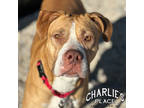 Adopt Momma a Brown/Chocolate Mixed Breed (Small) / Mixed Breed (Medium) / Mixed