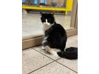 Adopt Hanu *Bonded Pair* a All Black Domestic Longhair / Mixed Breed (Medium) /
