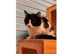 Adopt Catamari *Bonded Pair* a All Black Domestic Longhair / Mixed Breed