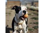 Adopt Ramona a White - with Black American Staffordshire Terrier / Mixed dog in