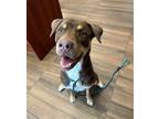 Adopt Koba a Brown/Chocolate - with White Rottweiler / Labrador Retriever /