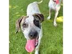 Adopt Sasha a White - with Brown or Chocolate German Shorthaired Pointer / Mixed