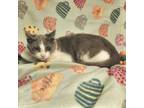Adopt Lyle a Gray or Blue Domestic Shorthair / Mixed Breed (Medium) / Mixed