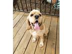 Adopt Freddy a Tan/Yellow/Fawn Cocker Spaniel / Mixed dog in Cameron Park