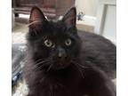 Adopt Murray a Black (Mostly) American Shorthair (medium coat) cat in Plymouth