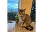 Adopt Claire a Brown Tabby Domestic Shorthair / Mixed Breed (Medium) / Mixed