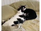 Adopt Panda a Black & White or Tuxedo American Shorthair (short coat) cat in