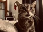 Adopt Mickey a Brown Tabby Domestic Shorthair / Mixed (short coat) cat in