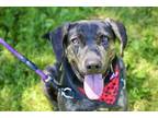 Adopt Holly a Brindle Plott Hound / Hound (Unknown Type) dog in East Greenville