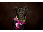 Adopt Sky a Black - with White Pit Bull Terrier / Mixed dog in Catasauqua