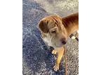 Adopt ATTICUS-LEO a Red/Golden/Orange/Chestnut Shar Pei / Pointer / Mixed dog in