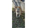 Adopt Luna Judge a White - with Red, Golden, Orange or Chestnut Husky / Mixed