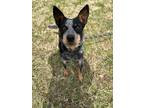 Adopt Marisol a Tricolor (Tan/Brown & Black & White) Australian Cattle Dog /