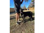Adopt Hazel a Black - with White German Shepherd Dog / Labrador Retriever /