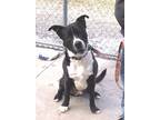 Adopt Romeo a Black Labrador Retriever / Mixed Breed (Medium) / Mixed (short