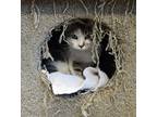 Adopt Annie a White Domestic Shorthair / Mixed Breed (Medium) / Mixed (short