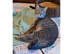 Adopt Wilmer a Gray, Blue or Silver Tabby American Shorthair (short coat) cat in