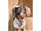 Adopt Wiley a Dachshund / Mixed dog in Raleigh, NC (40735888)