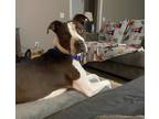Adopt Gracie a Brown/Chocolate - with White Pit Bull Terrier / Mixed dog in