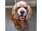 Adopt Marcel a Cocker Spaniel / Mixed dog in Brooklyn, NY (40919359)