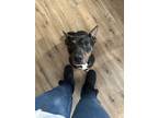 Adopt Luna a Tricolor (Tan/Brown & Black & White) Miniature Pinscher / Pit Bull