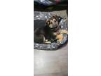 Adopt Jack a Black - with Brown, Red, Golden, Orange or Chestnut German Shepherd