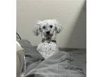 Adopt Teddy a White Poodle (Miniature) / Bichon Frise / Mixed dog in Phoenix
